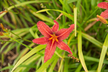 red flower in the garden