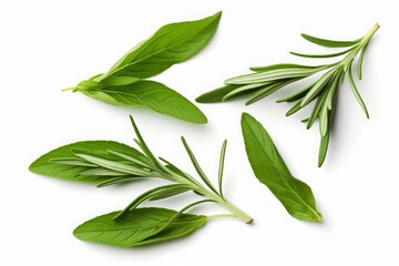 Fresh green organic basil and rosemary leaves isolated on white background. With clipping path. Transparent background and natural transparent shadow  Basil herb collection for design, Generative AI