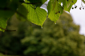 green leaves in sunlight