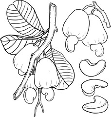 Cashew hand drawn sketch. Nuts vector illustration. Cashew branch. Organic healthy food. Great for packaging design. Engraved style. Black and white color.