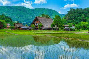 早苗映る日本の風景