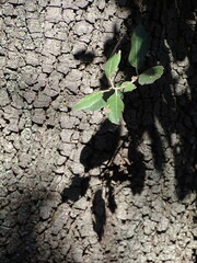 Corteza de árbol de el tipo encina con sombras
