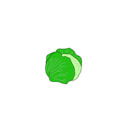 cabbage isolated on white