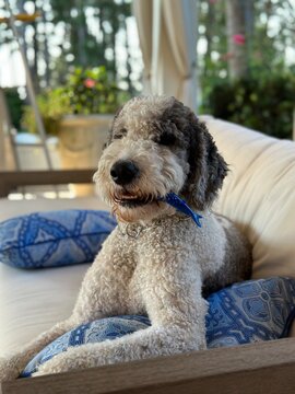 Sheepadoodle with toy
