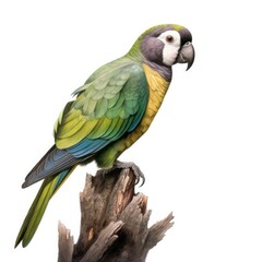 Dusky-headed parakeet bird isolated on white. Generative AI