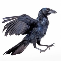 Fototapeta premium Groove-billed ani bird isolated on white. Generative AI