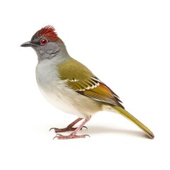 Green-tailed towhee bird isolated on white. Generative AI