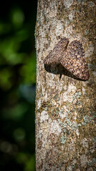 butterfly in a tree trunk
