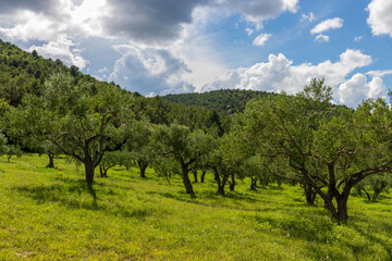 Fototapeta na wymiar Olive tree orchard in Krka national park in Croatia