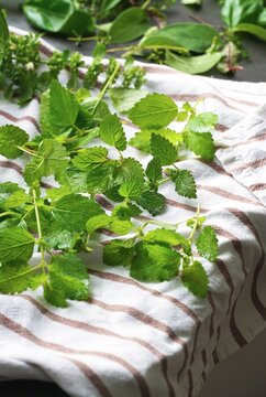 Lemon Balm Melissa Officinalis