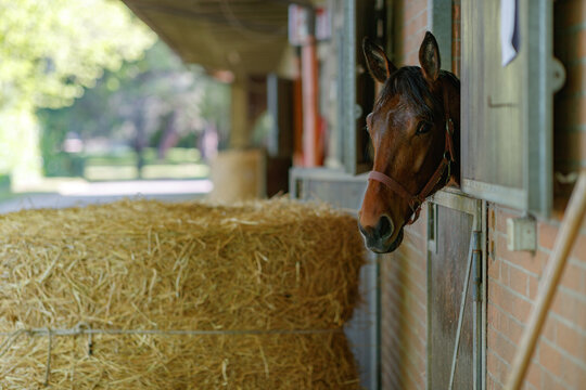 Close shot for horse head in chestnut  color