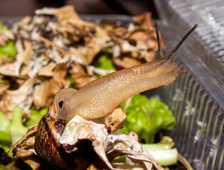 The garden snail is a terrestrial gastropod mollusk.A forest snail.A snail that came out of the shell.