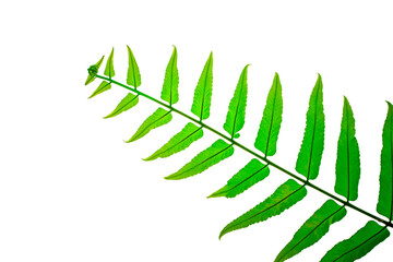 fern isolated on white background with clipping path.