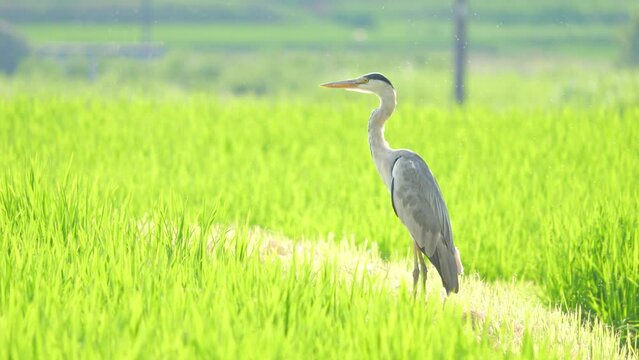 A great blue heron looking for food in the rice paddies