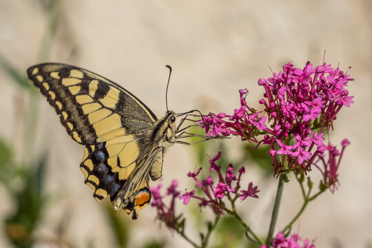 machaon gathering valerian (centranthus) flowers in front of a sunny wall