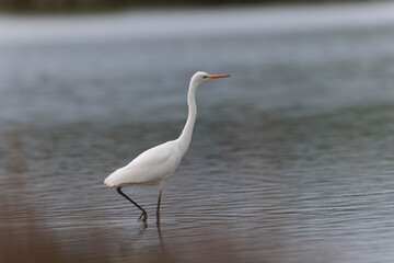 Great white Egret Ardea alba from Finistere, Brittany, France