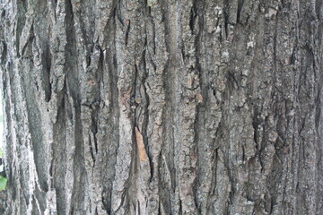 Tree bark texture closeup selective focus. Brown bark wood use as natural background. Old bark....