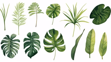 Foto op Plexiglas Tropische bladeren Different tropical leaves isolated on white background