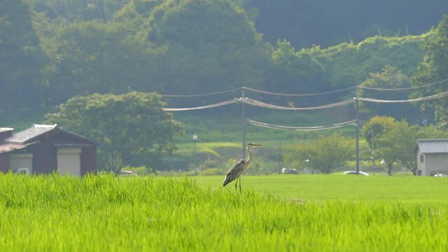 A great blue heron looking for food in the rice paddies