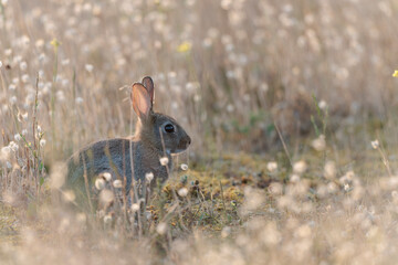 European rabbit Oryctolagus cuniculus in close view grazing in a meadow