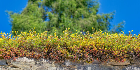 plants conquering a wall