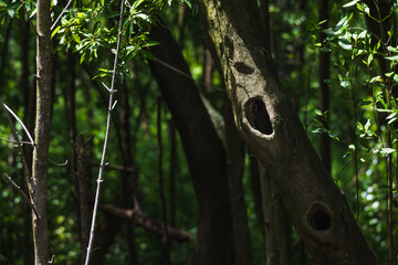 mangrove tree with a hole in the forest of Mangrove Point, Klang