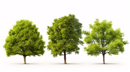 Obraz premium Isolated trees on white background. The collection of trees. Set of plants.