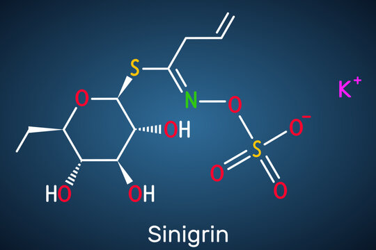 Sinigrin, allyl glucosinolate molecule. Glucosinolate from family of glucosides, found in plants of the family Brassicaceae. Structural chemical formula, dark blue background. Vector