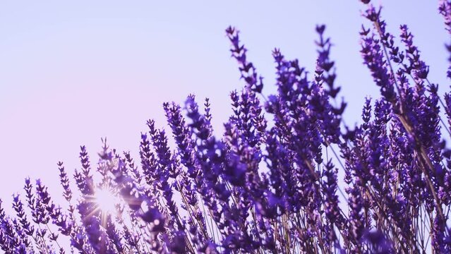Lavender flowers on a flowering lavender bush, macro shot.   Sunbeams shine through lavender flowers