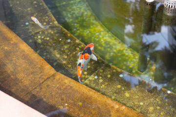 Krasnodar Park or Galitsky Park, a city park located in the northeast of the center of Krasnodar near the FC Krasnodar stadium. Krasnodar, Russia. 25.07.2023