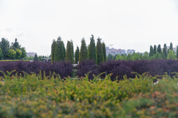 Krasnodar Park or Galitsky Park, a city park located in the northeast of the center of Krasnodar near the FC Krasnodar stadium. Krasnodar, Russia. 25.07.2023