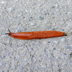 Brown slug on the road in Germany