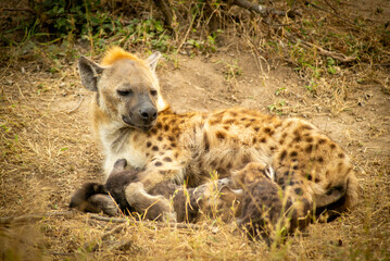 Mummy Hyena