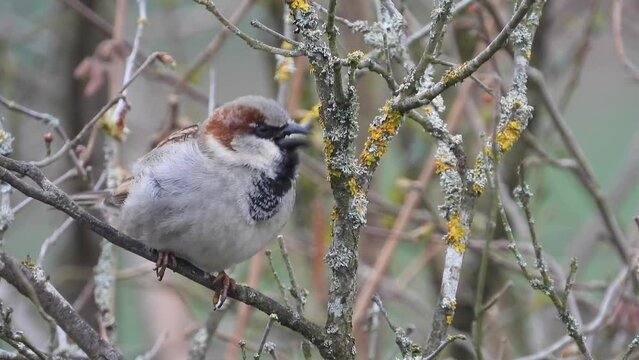 Haussperling (Passer domesticus) 