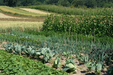 Wielki ekologiczny ogród warzywny z ekologicznymi warzywami i naturalnym klimatem bez herbicydów i sztucznych nawozów. 