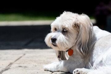 Cute white pet dog laying in the sunlight outdoors on a patio