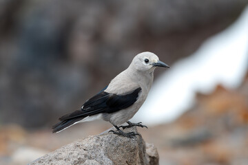 A Clark's Nutcracker  standing on a rock in its natural habitat.