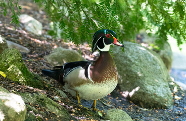 A pretty male Wood Duck standing under the shade of a tree on the shoreline of a pond in a city park.