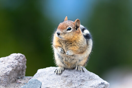 Cute little squirrel in Crater Lake National Park sitting on a rock waiting for food.
