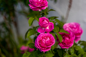 Pink Cabbage rose variety