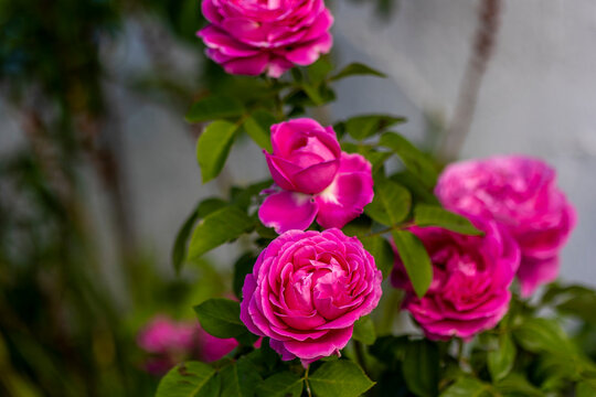 Pink Cabbage rose variety
