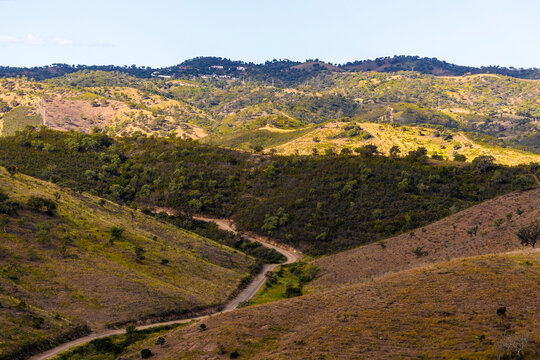 LackZistrose Bilder Durchsuchen 434 Archivfotos, und