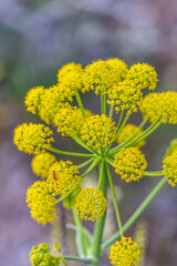 Thapsia villosa wildflower