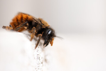 Esemplare di Osmia sp.