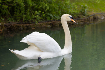Fototapeta premium Lonely white swan floating on the calm surface of the lake water. Back view