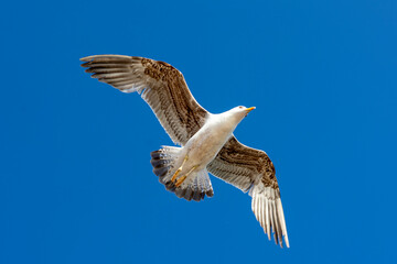 Close up of seagull bird