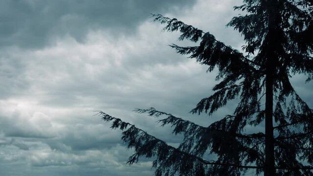 Dark Tree Sways On Stormy Day