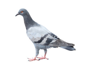 Single wild pigeon standing isolated on white background with clipping path