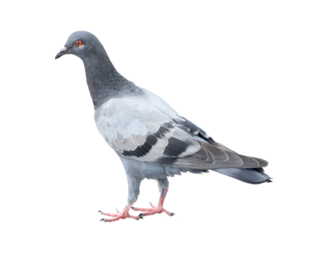 Single wild pigeon standing isolated on white background with clipping path in png file format