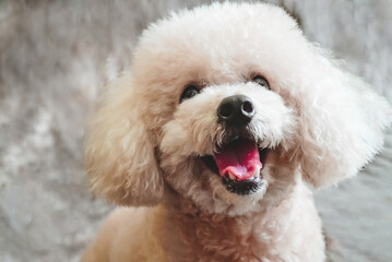 white poodle and gray calico cat close-up portrait photography in studio